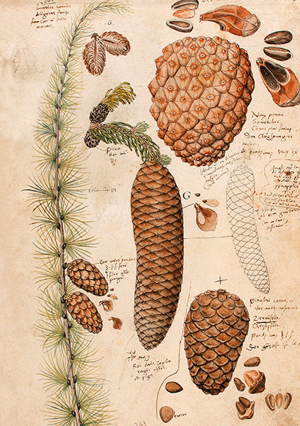 Pine Cones Folded Card with Envelope | Skona Ting