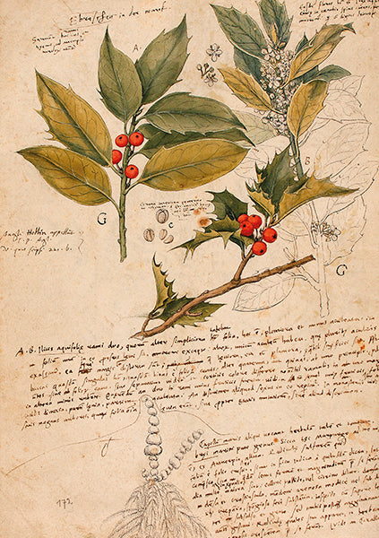 Holly Sprig Folded Card with Envelope | Skona Ting