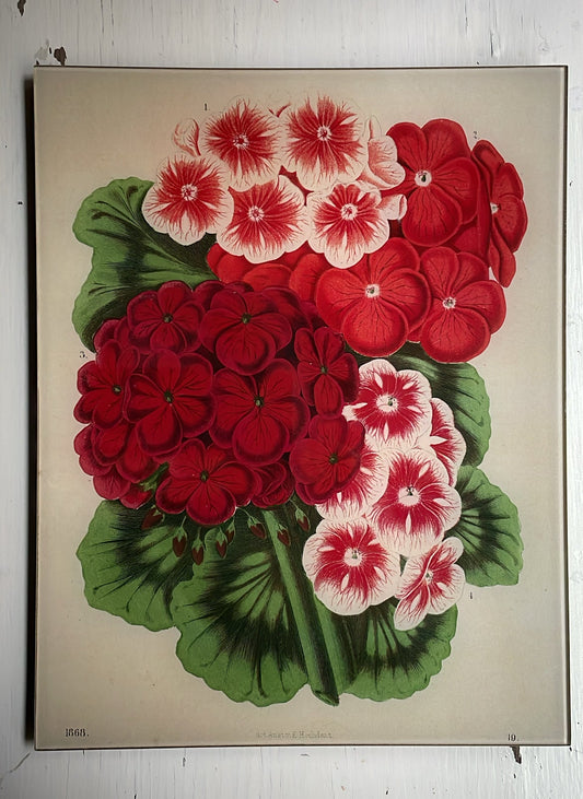 Pelargonium 1868 (p 334) | John Derian