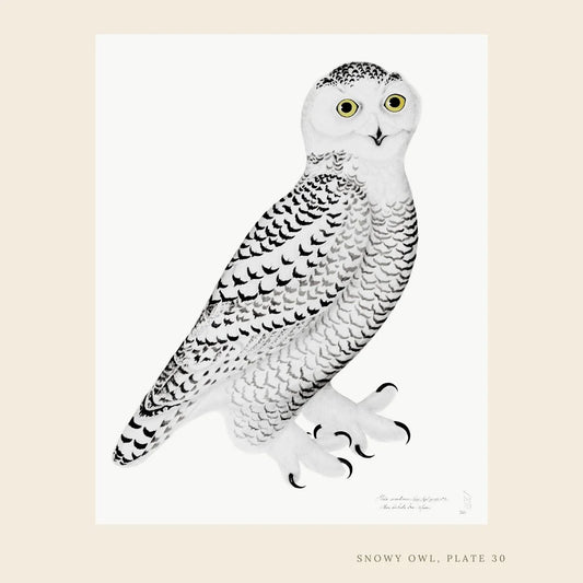 Framed Bird Print - Snowy Owl by Olof Rudbeck the Younger