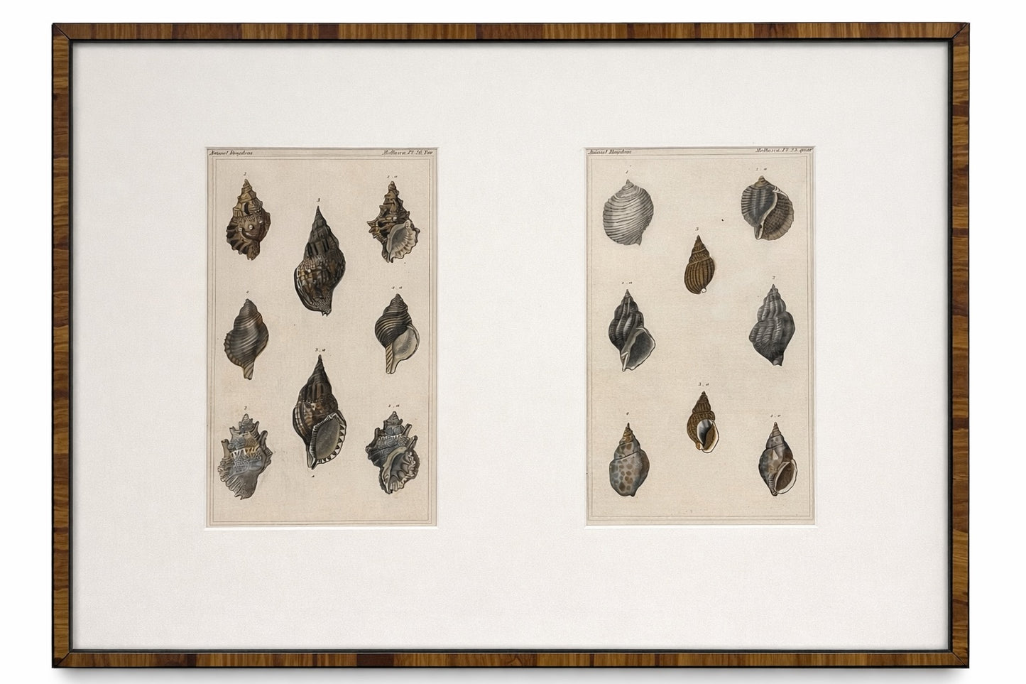 Antique Swedish Hand-Colored Shell Etchings, Framed