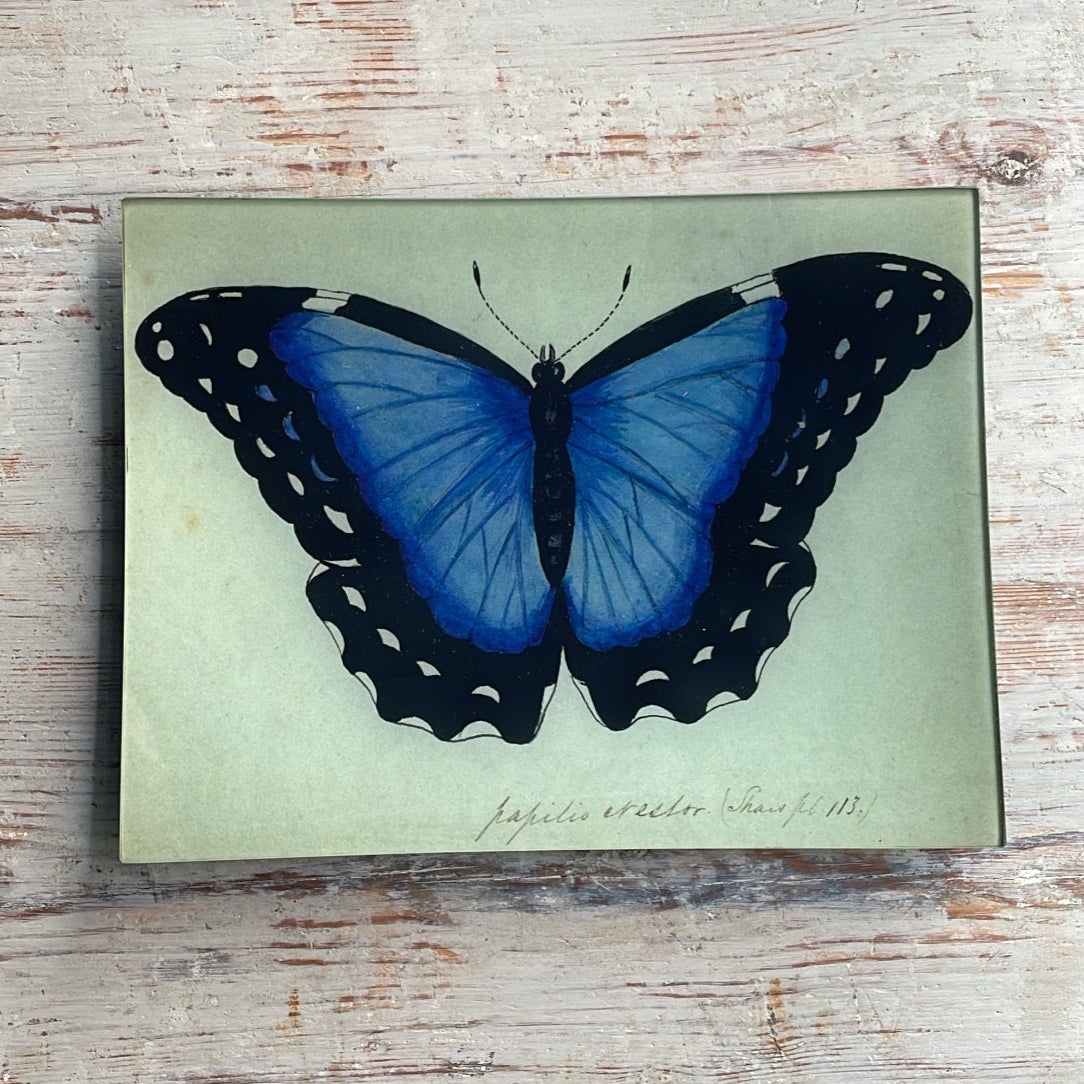 Blue Papilio Erector