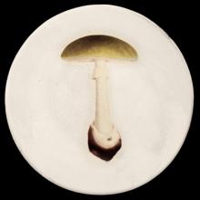 John Derian Agaric Bulbeux Dinner Plate, set of 6 by Astier de Villatte, B2B view on black background