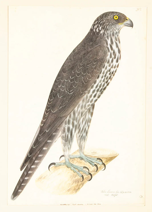 Framed Bird Print - Gyrfalcon by Olof Rudbeck the Younger