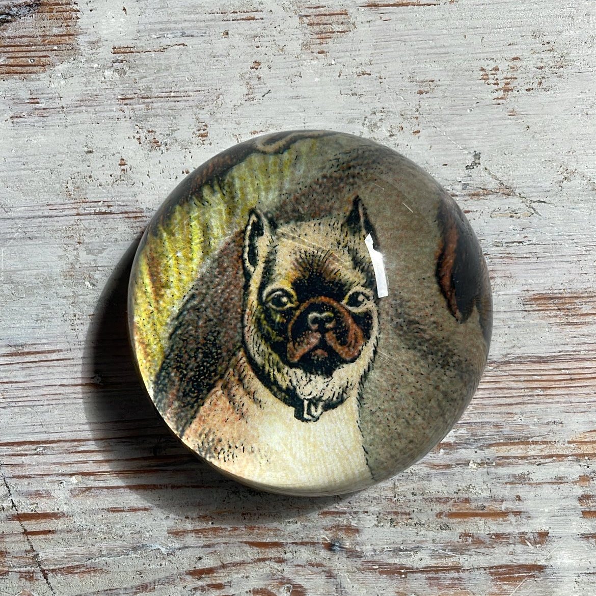 Pug Dog Fawn