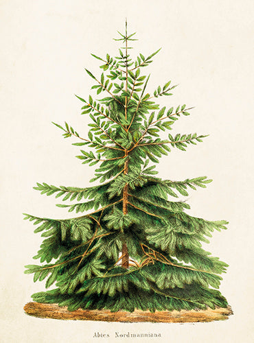 Fir Small Folded Card with Envelope | Skona Ting