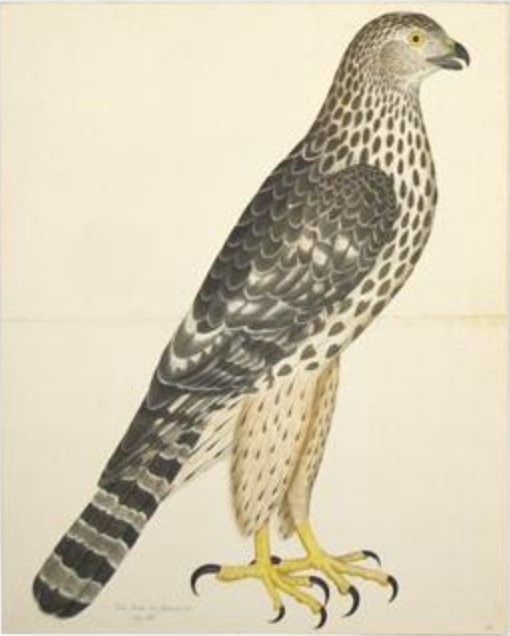 Framed Bird Print - Goshawk Female by Olof Rudbeck the Younger