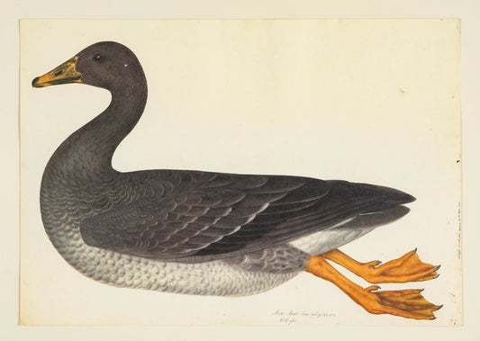 Framed Bird Print - Greylag Goose by Olof Rudbeck the Younger