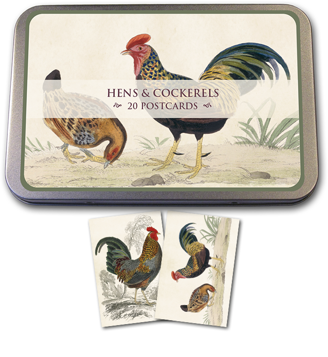 Hens & Cockerels Tin of Postcards | Skona Ting