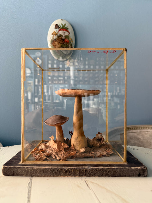 Bohemian Natural History Diorama IV: Woodland Mushroom Specimen