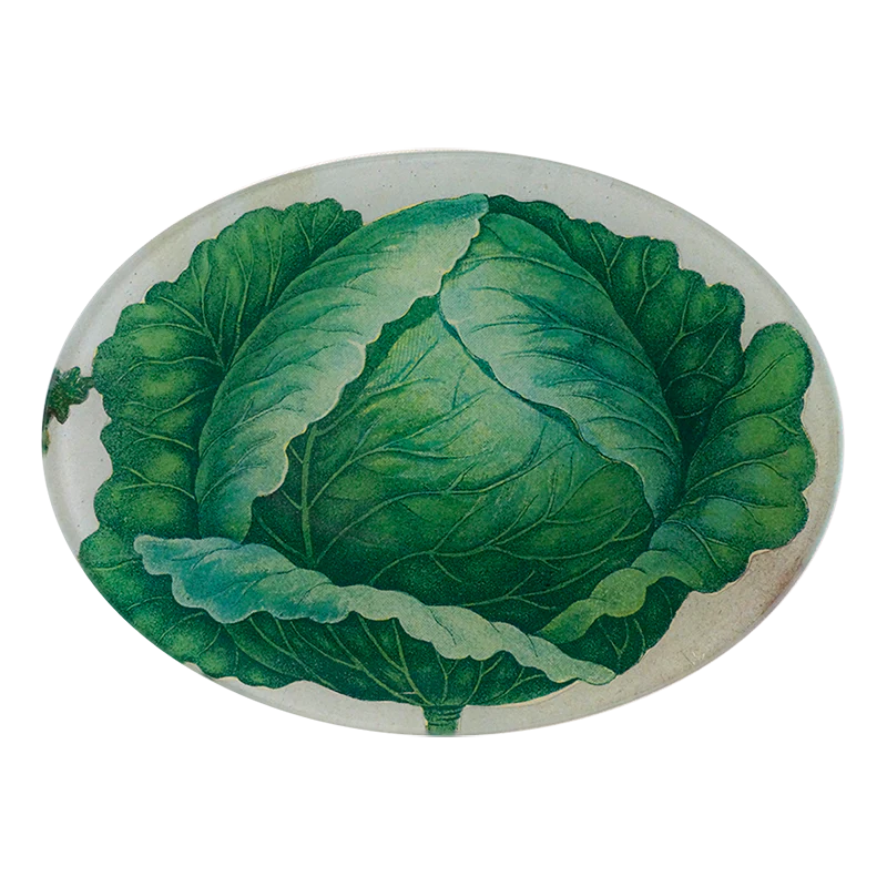 Scrapbook Cabbage | John Derian