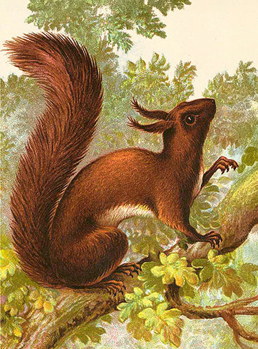 Squirrel Small Folded Card with Envelope | Skona Ting