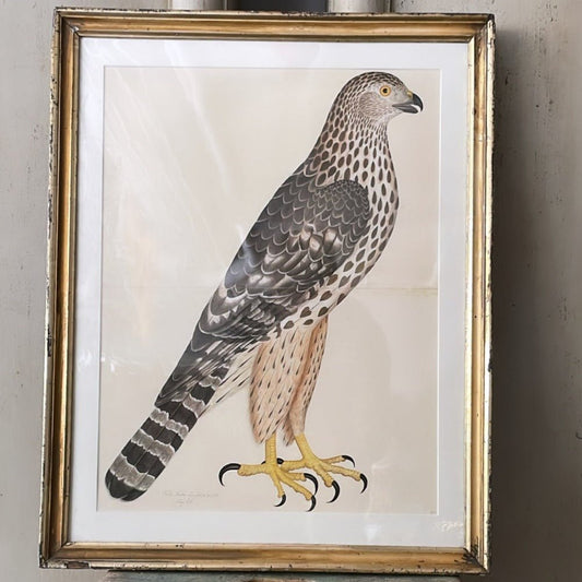ANTIQUE WOODEN FRAMED BIRD PRINT 1. - Bon Ton goods