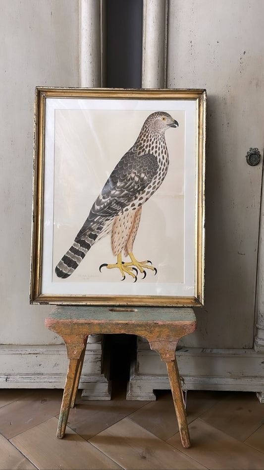 ANTIQUE WOODEN FRAMED BIRD PRINT 1. - Bon Ton goods