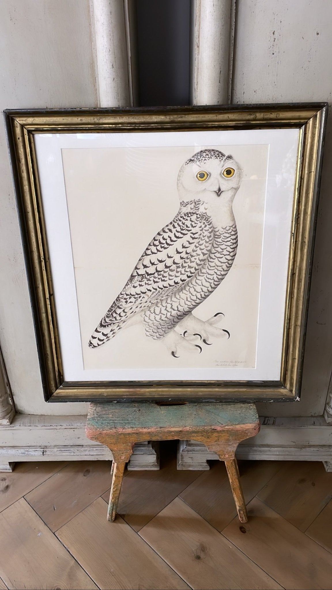 ANTIQUE WOODEN FRAMED BIRD PRINT 2. - Bon Ton goods