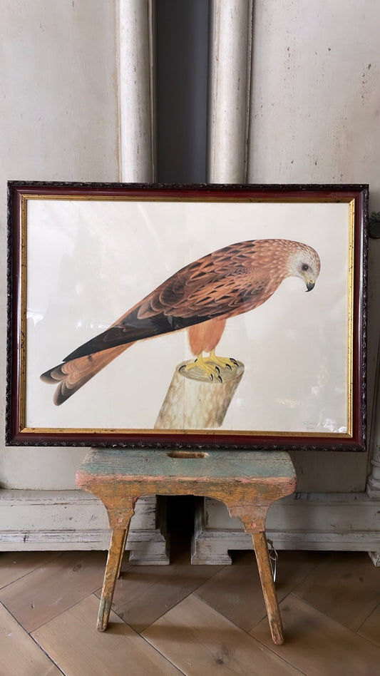 ANTIQUE WOODEN FRAMED BIRD PRINT 3. - Bon Ton goods