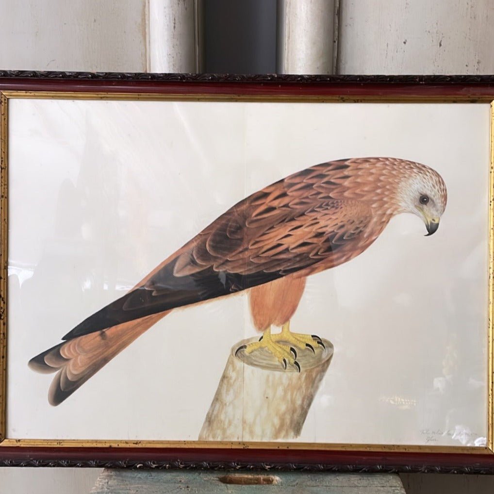 ANTIQUE WOODEN FRAMED BIRD PRINT 3. - Bon Ton goods