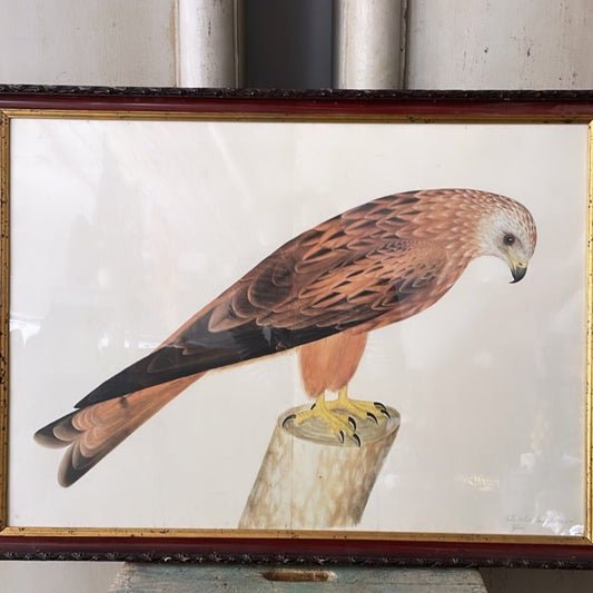 ANTIQUE WOODEN FRAMED BIRD PRINT 3. - Bon Ton goods