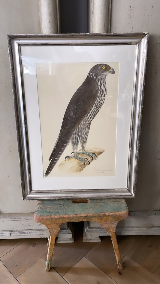 ANTIQUE WOODEN FRAMED BIRD PRINT 4. - Bon Ton goods