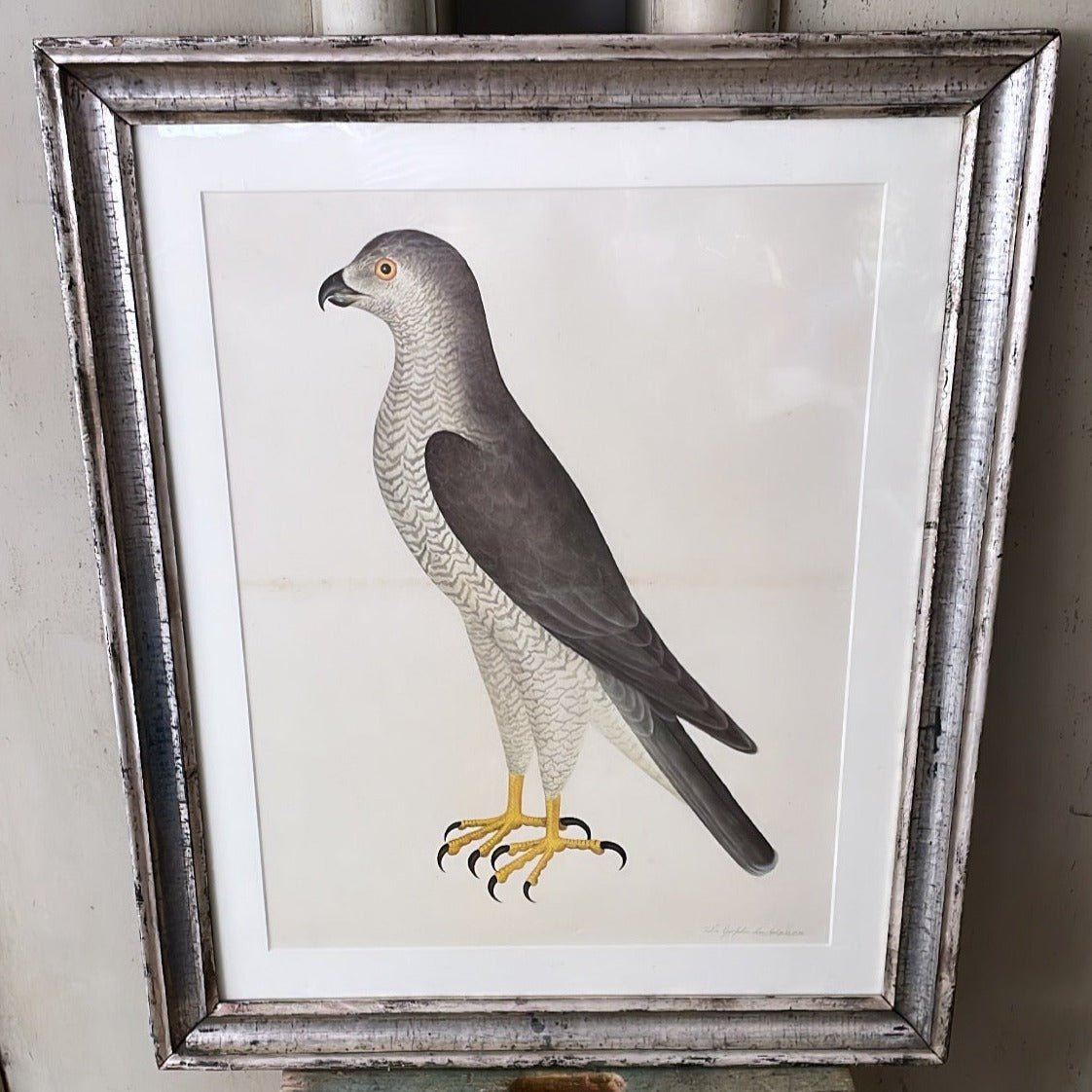 Framed Bird Print – Goshawk (Male) by Olof Rudbeck the Younger - Bon Ton goods
