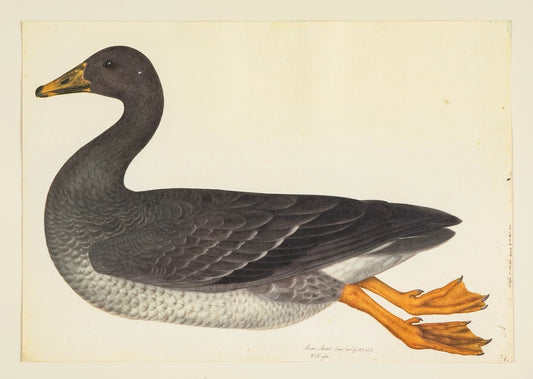Framed Bird Print – Greylag Goose by Olof Rudbeck the Younger - Bon Ton goods