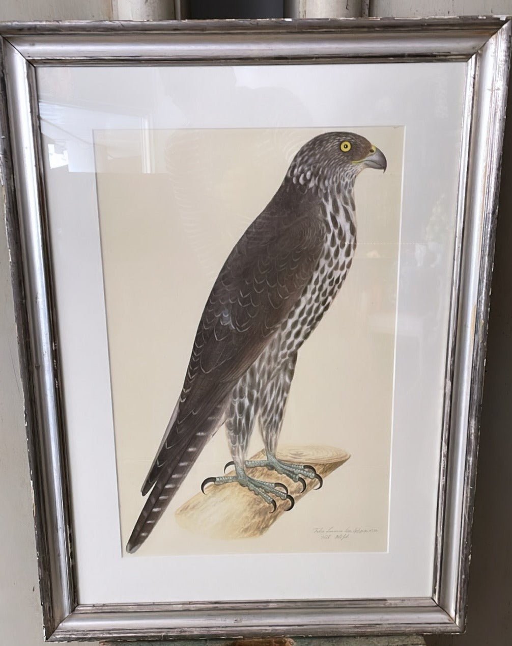 Framed Bird Print - Gyrfalcon by Olof Rudbeck the Younger - Bon Ton goods