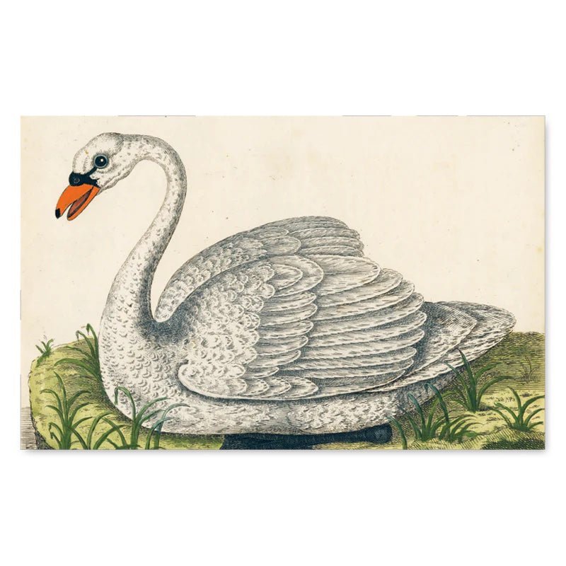 John Derian Picture Book - Bon Ton goods
