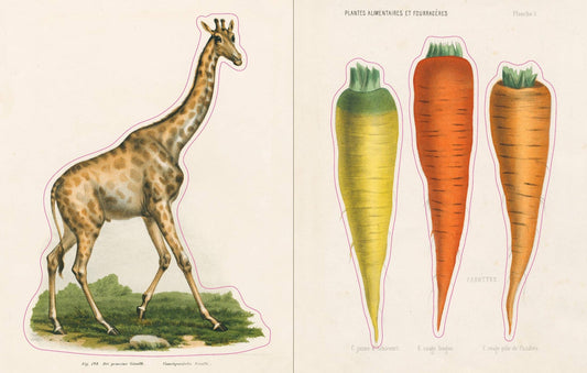 John Derian Sticker Book | John Derian - Bon Ton goods
