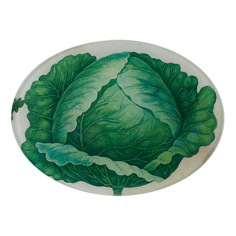 Scrapbook Cabbage | John Derian - Bon Ton goods
