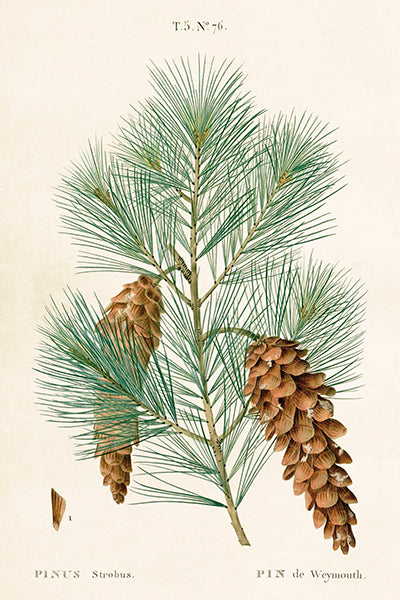 Vintage botanical pine branch and cones