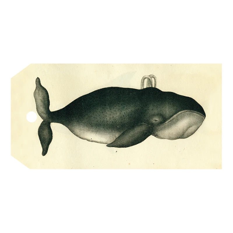 Spouting Whale - Gift Tags - Bon Ton goods
