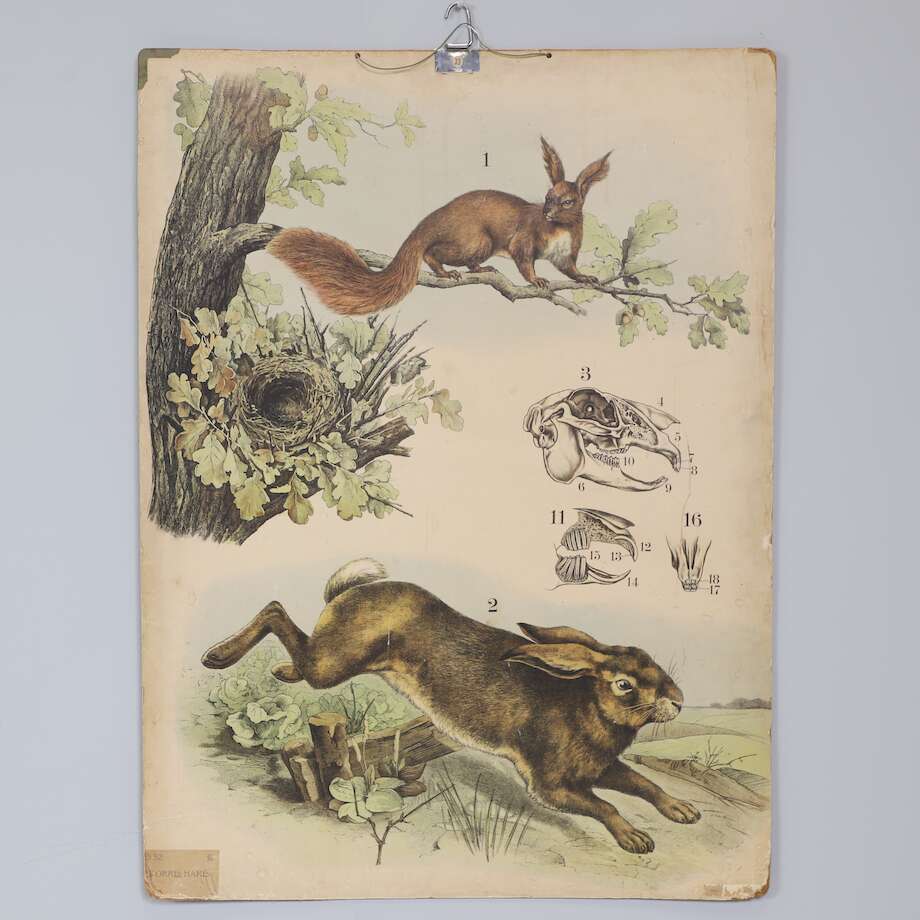 Vintage Natural History School Poster – Hare & Squirrel (104 × 77 cm) - Bon Ton goods