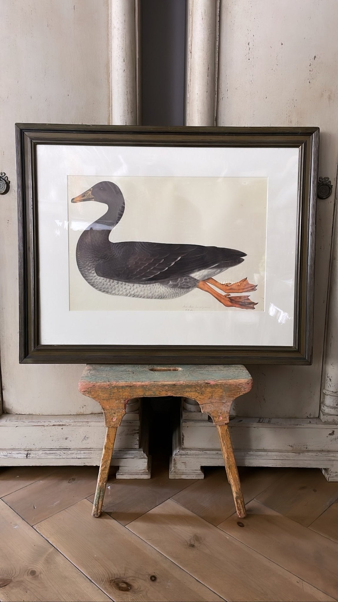 VINTAGE WOODEN FRAMED BIRD PRINT 6. - Bon Ton goods
