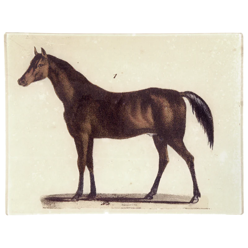 Horse - John Derian Company