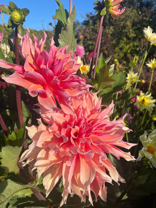 Mikkel Brøgger: Rose & Orange Quartz, in Bloom with Malmö’s Dahlias