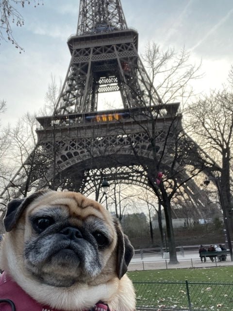 Postcards from Paris - Bon Ton goods