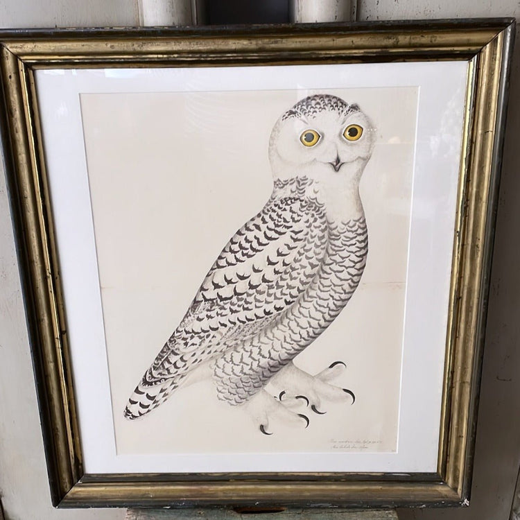 THE GREAT BIRD BOOK - Lithographs by Olof Rudbeck The Younger