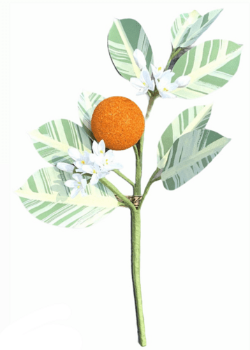 Citrus Branch | The Green Vase