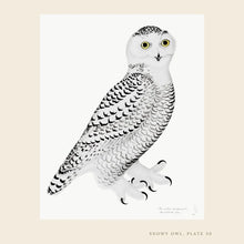 Load image into Gallery viewer, Framed Bird Print - Snowy Owl by Olof Rudbeck the Younger
