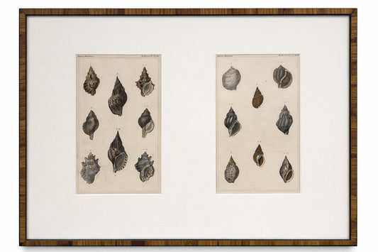 Antique Swedish Hand-Colored Shell Etchings, Framed