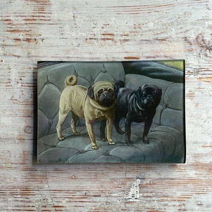 Pugs | John Derian