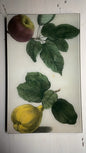 Apple and Quince | John Derian