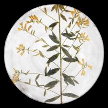 John Derian Medium Genista Plate, set of 6 by Astier de Villatte, B2B view on black background