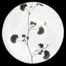 John Derian Medium Othona Plate, set of 6 by Astier de Villatte, B2B view on black background