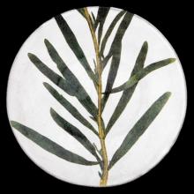 John Derian Medium Reseda Plate, set of 6 by Astier de Villatte, B2B view on black background