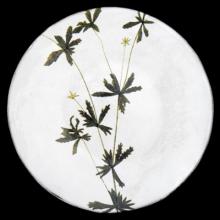 John Derian Medium Tormentilla Plate, set of 6 by Astier de Villatte, B2B view on black background