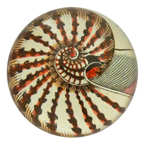 Nautilus Shell - Mirror & Button Pins | John Derian