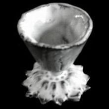 Emilie Egg Cup by Astier de Villatte, B2B product view