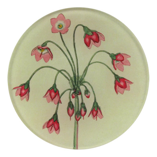 Cortusa Matthioli | John Derian