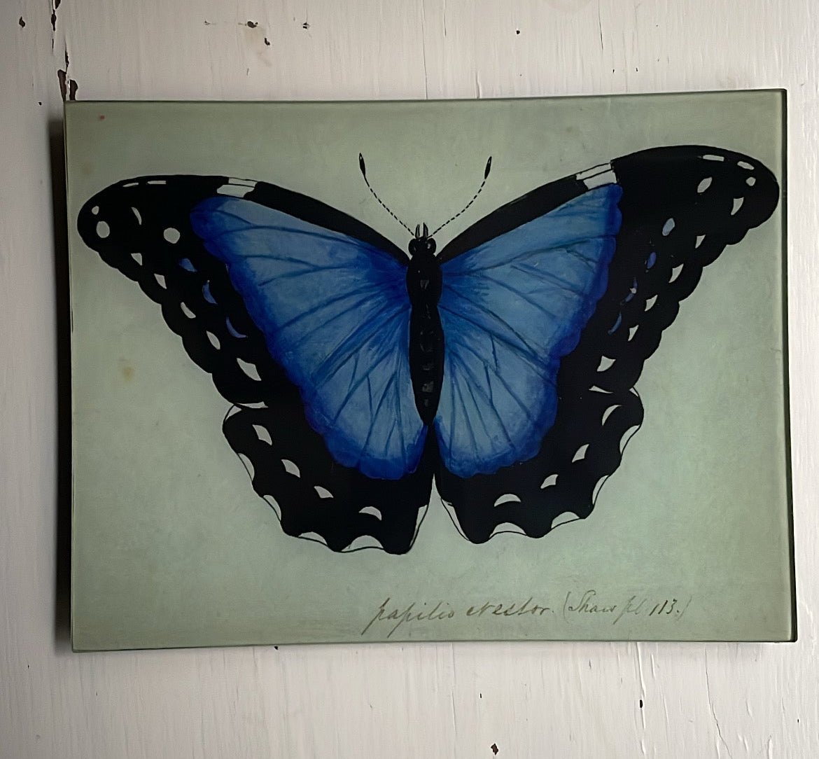 Blue Papilio Erector | John Derian